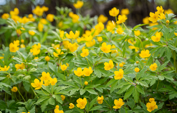 Butterblume-Ranunculus-spp.-Giftpflanzen-Haustiere